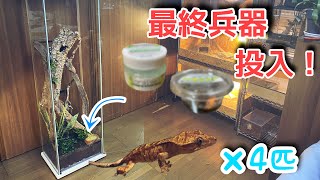 問題発生！クレステッドゲッコーの多頭飼育ケージに最終兵器導入