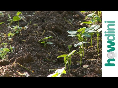 How to keep weeds out of your garden How to keep weeds out of your garden