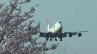 満開の桜とJAL 成田空港さくらの山公園