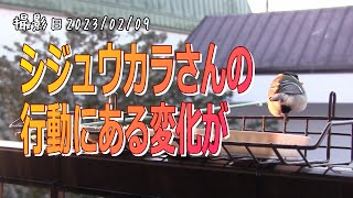 シジュウカラさんの行動にある変化が！北海道の釧路町で野鳥の越冬給餌