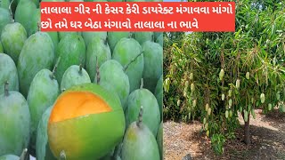 gir kesar keri talala||તાલાલા ગીર ની કેસર કેરી તમે ધરે બેઠા મંગાવી શકો 2023 ||SANJAY KAWAD