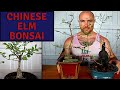 Pruning and root pruning Chinese Elm Bonsai | Bonsai For Beginners