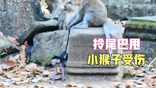 【脸红动物世界】猴妈拽小猴子尾巴小猴子头撞到石头上，眼睛受伤