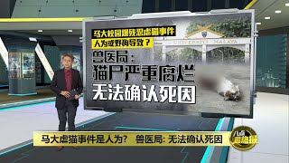 马大虐猫事件是人为还是野狗导致？   兽医局: 无法确认死因 | 八点最热报 21/12/2024