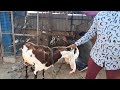 sohail goat farm hyderabad hyderabadi bakro ka saukh.