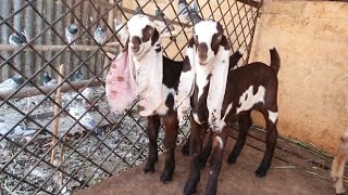 Sohail Goat Farm Hyderabad | Hyderabadi Bakro Ka Saukh.