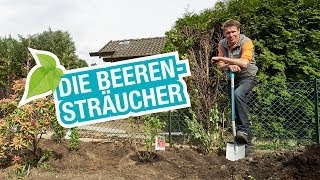 Beeren-Sträucher: Pflanz- und Erntetipps für einen natürlichen Sichtschutz