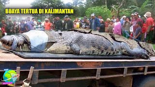 Buaya Raksasa Tertua di Kalimantan Ditemukan M4ti!! Warga Gotong Royong Mengangkatnya Ramai²...