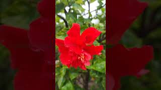 Red Hibicus hybrid flowers bloom and bud