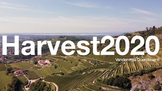 ALLEGRINI - HARVEST 2020