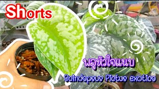 ต้น พลูหัวใจแนบ ดูแล และขยายพันธุ์ไม่ยาก ไม้ประดับใบสวย scindapsut pictus exotica/เล่าสู่อู้กำเมือง