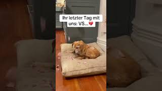 Nur Menschen, die Hunde haben, verstehen den Schmerz😭😭 #hund #hundeliebe #hundevideos