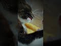 Benci Kucing.coba liat video ini#funnycat #kucingcute #cutecat #cutecatontiktok #kittencute #kucing