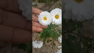 || गुलदाउदी का पौधा कैसे लगाए || #गुलदाउदी #Aster ||#Chrysanthemum || #howtoplant #plants