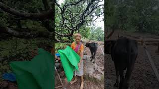 लगे रहो कोकणकर RG के साथ थेट कोकणातून,😍🌴🤭 #कोकणकरrg #viral #vlog #vlog #village