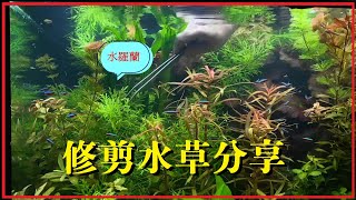 大三尺水草修剪分享/水草造景/魚缸翻新水草缸、新缸建置、代客種水草