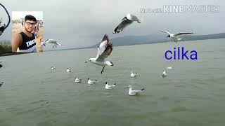 Today is traveling place cilka,  আজ আমরা চিলকা যাবো, চলুন ঘুড়ে আসা যাক,