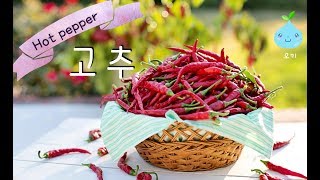 [오키] 매운맛 좀 볼래? 고추! hot pepper, kids zoo, 어린이 자연관찰