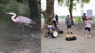 Great Blue Heron and the Twice Shy in Central Park