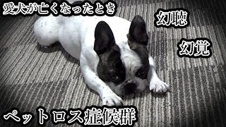 愛犬が亡くなったときの苦しみ、たまらないよ！　２歳で悪性のガンになったぶーちゃん、初代パグの最期、二代目パグの早すぎる不慮の事故　フレンチブルドッグ『ぶーちゃん日記』