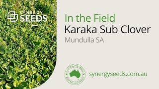 Karaka Sub Clover, Mundulla South Australia - Synergy Seeds Australia