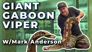 Giant Gaboon Viper (Peaches) with Mark Anderson