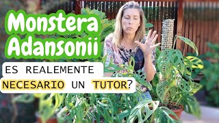 Monstera ADANSONII ¿CON o SIN TUTOR?🌿