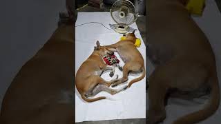 😋 🤩dog সুন্দর ঘুমাচ্ছে অবলা কুকুরটি beautiful 😍 dog 🐕  sleeping 😴 video #littlemanu99