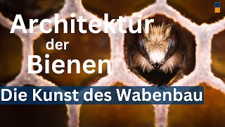 Vergiss, was Du bisher über Bienenwabenbau wusstest - Wie Bienen wirklich ihre Waben bauen!