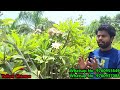 how many types of champa flowers are there gajraula nursery low price nursery in gajraula