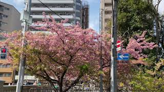 京都［Cherry Blossoms］一条戻り橋 河津桜🌸 2020年3月18日（水）