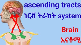 🛑#ascending Tracts of Spinal Cord የህብለ ሰረሰር ትራክት ሲስተም #spinal #nervous system #anatomy