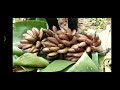 ചെങ്കദളി ... red banana harvest