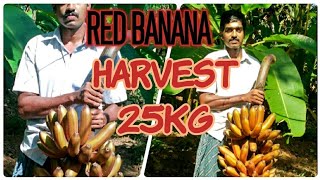 ചെങ്കദളി ... RED BANANA HARVEST