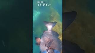 今日の突き　イシダイpart76#漁 #spearfishing #魚突き #漁師 #突き #水中銃