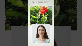 About Canna Edulis food