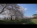 time lapse vol 223 天空の桜並木 朝倉市・夕月神社