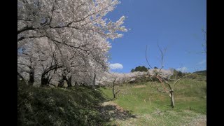 Time Lapse Vol 223 天空の桜並木 朝倉市・夕月神社