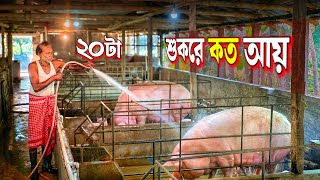 ২০ টি শুকরে কত আয়? Pig Farm | Pig farm West Bengal | Assam Pig Farm | Mini Pig | Hog Farm | Pig