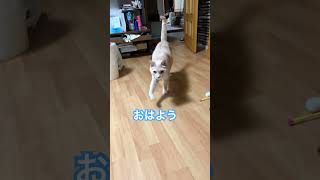 【朝の挨拶】朝ごはんの要求でした元気な証拠Cute Cat