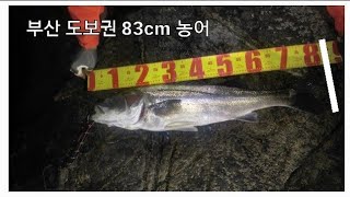 2017년 농어루어낚시 생애첫 83cm농어 워킹루어낚시