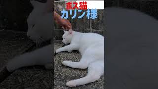 港のボス猫カリン様‼️後ろ足蹴り蹴りと可愛い猫パンチ #shorts