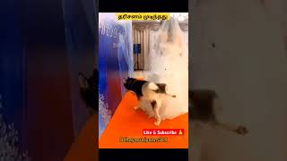 நீங்கள் ஏன் பார்த்ததுண்டு இருக்கீங்க #doglovers #trending #shortsfeed #comedy