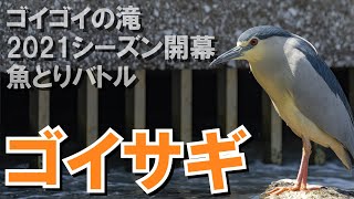 【ゴイサギ速報】ゴイゴイの滝2021シーズン開幕 魚とりバトル第1戦vsコサギ 2021年4月20日