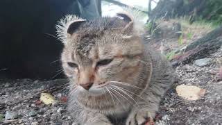 お迎えに来てた美猫のとらちゃん❗雨で濡れてるからコロンは出来ません😅‼️伏せて腰高く上げて尻尾短いけどピ～ン❗お耳クリンクリンしてると熊ちゃんカットのコロちゃん登場❗披露出来て良かったニャ～❤️