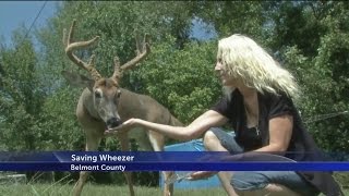 Saving Wheezer