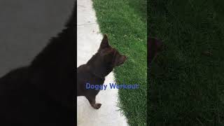 Doggy workout #dog #kelpie #puppy #austrilian #australiankelpie #austrlian #funny #cute #pets