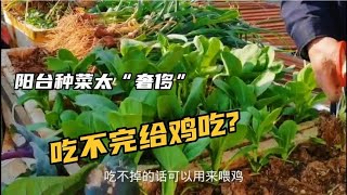 老人阳台种菜太“奢侈”，吃不完竟然给鸡吃?