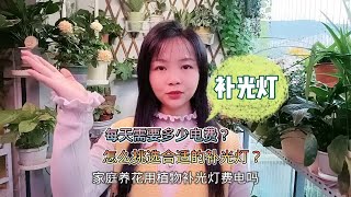 养花用补光灯费钱吗？每天要多少电费？怎么挑选合适的补光灯？看完涨知识了！