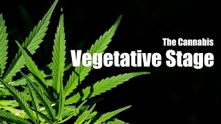 What to Do During the Cannabis Vegetative Stage